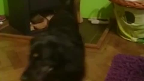 Funny Dog want to eat a pig