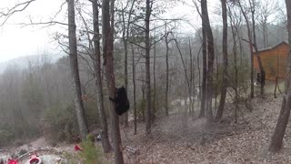 Bear chasing birdfeeders - Dec 2022