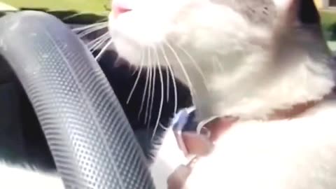 The cat stole the car