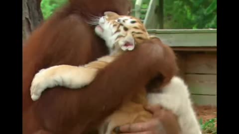 Orangutan Babysits Tiger Cubs