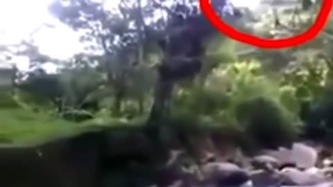 11 mysterious creatures captured on camera