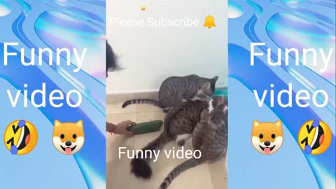 Funny_Animals_Videos_😂_Funniest_Cats_and_dogs_😹🐶