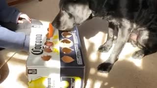 Dog plays whack-a-mole hot dog game, wins in the end