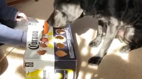 Dog plays whack-a-mole hot dog game, wins in the end