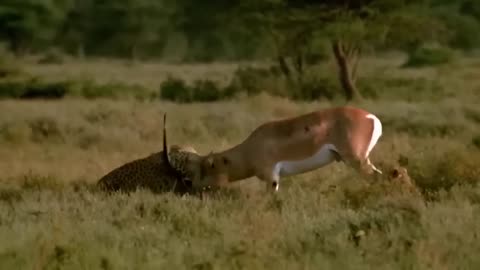 World's Fastest Animals Fail! Impala Herd Takes Down Cheetah With Horns To Rescue Baby Impala