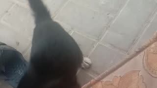 Cat video