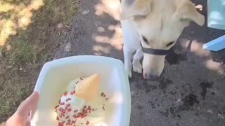 Labsky trying dog ice cream for the first time