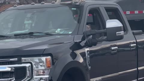 Great Pyrenees Tap Dances On Truck