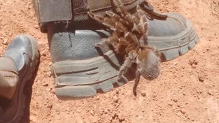 Construction Worker Saves Huge Tarantula