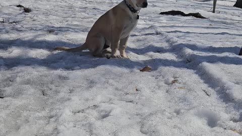 Koda hears a dog bark and he is concerned