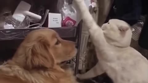 This cat and dog will make you laugh !