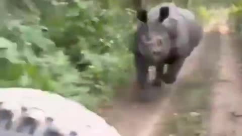 Dangerous Rhino attacks Tourists