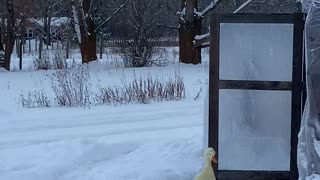 Pet Duck Is Not Impressed by Winter