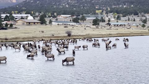 Elk Herd Hangs Out at Lake Estes