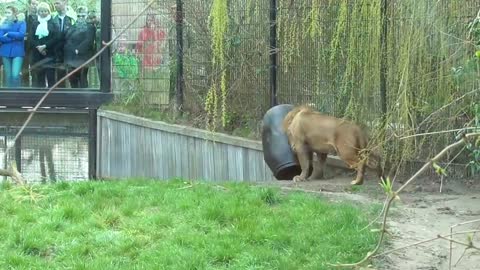 UNBELIEVABLE Lion gets stuck with its head in a feeding-barrel!