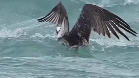 A big fish caught the bird in sea.