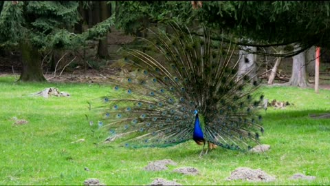 Male Peacock Displaying His Eye-Spotted Tail