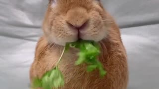 Rabbit cute pet debut plan