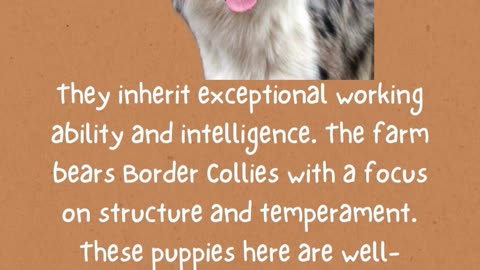 Border Collie Puppies for Sale: Intelligent Companions from Rising Sun Farm