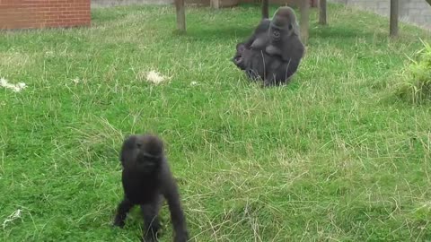 Extraño bebé gorila recién nacido en el Zoo Twycross