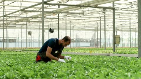 Why hydroponics is widely used