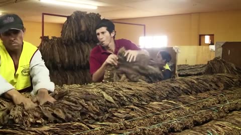 How cigar are made