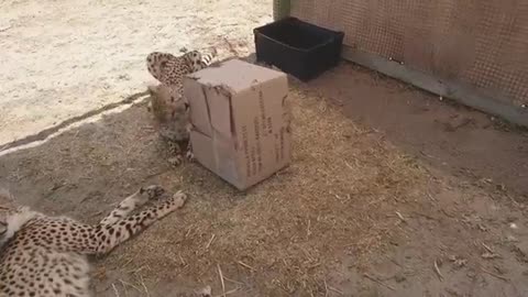 Cheetahs playing with boxes.