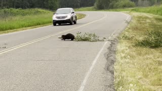 Beaver Moving Tree Across Road in Elk Island