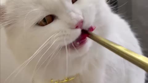 This cute cat eat so many foods alone.