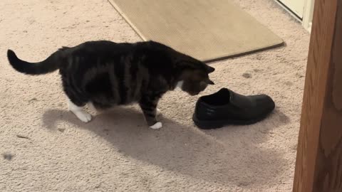 cat Stella fighting my shoe