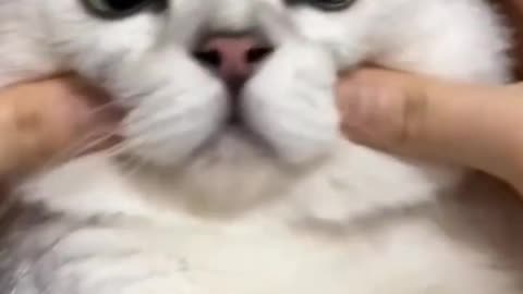 Funny cat video,try to not laughing