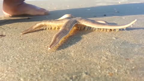Starfish walking on beach