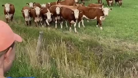 Calling Cows With Jazz Music This is brilliant 😂 🐮