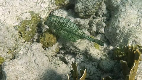 Honeycomb Cowfish