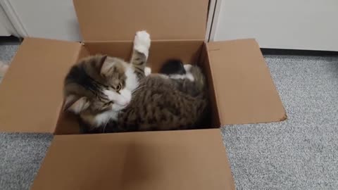 Cat saw the box and put off all his schedule