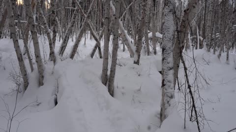 Stunning Birch Forest Trekking (Hiking) in Fairbanks, Alaska