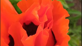 Poppy flowers