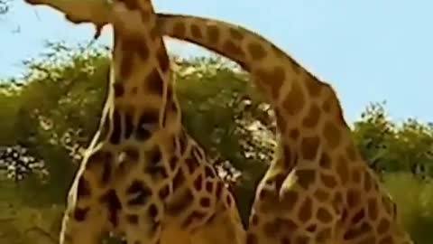 Giraffe Fighting 🦒🦒🦒