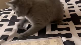 Playful kitty