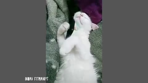 Video Tingkah Lucu Kucing Bikin Ketawa Ngakak