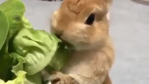 Bunny Chewing Lettuce