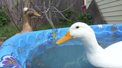 Funny Ducks Quacking it Up