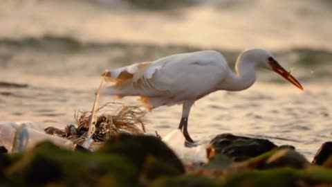 Amazing Footage of a Heron Fishing on the Shore
