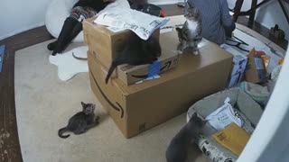 Kittens Play on Boxes