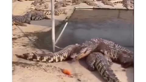 Crocodile on diet watch until the ends