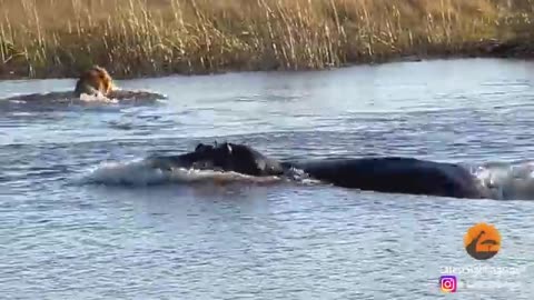 Hippo attacks 3 lions when they cross a small river.