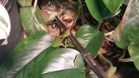 Giant African bullfrog eats