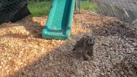 Rescued Racoon Plays In Her Pen