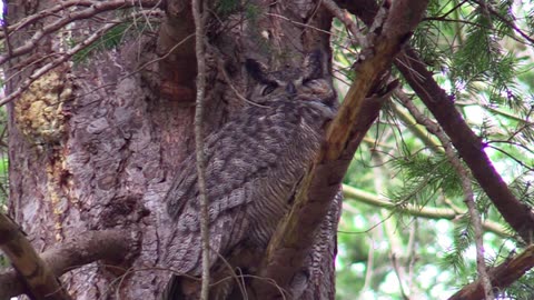 Great Horned Owl