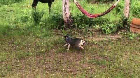 Moose Chases Playful Dog around Trees
